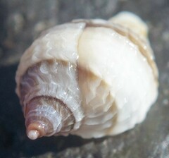 Tritia reticulata