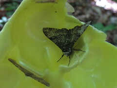 Biston betularia