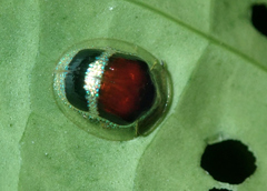 Charidotis aurulenta