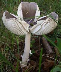Vaginatae