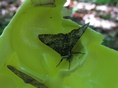 Biston betularia