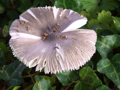 Vaginatae