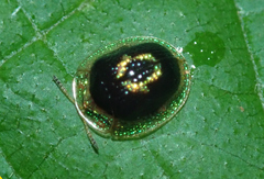 Charidotis consimilis