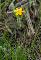 Hypoxis angustifolia