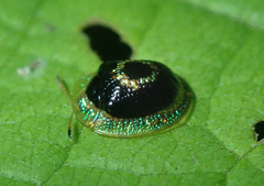 Charidotis consimilis