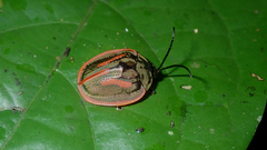 Cyclosoma palliata