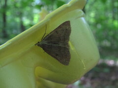 Chytolita morbidalis