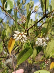 Aegiceras corniculatum