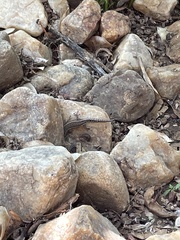 Lygodactylus bradfieldi