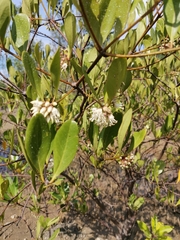 Aegiceras corniculatum