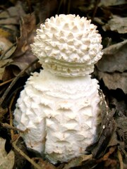 Amanita cokeri