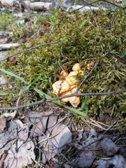 Cantharellus cibarius