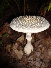 Amanita cokeri