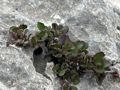 Penstemon baccharifolius