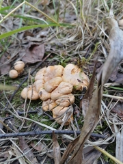 Cantharellus cibarius