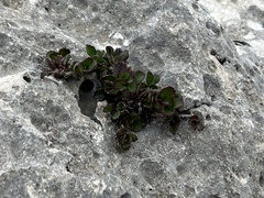 Penstemon baccharifolius