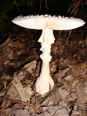 Amanita cokeri