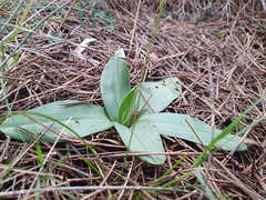 Ophrys sphegodes massiliensis