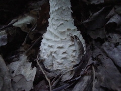 Amanita cokeri