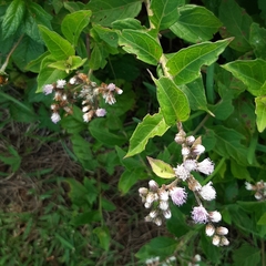 Cyrtocymura