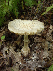 Amanita cokeri