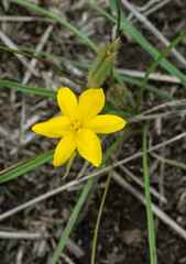 Hypoxis filiformis