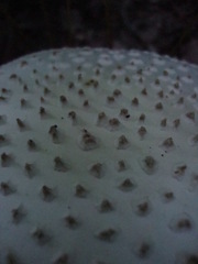 Amanita cokeri