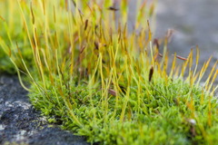 Tortula muralis muralis