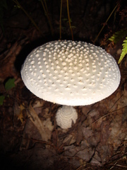 Amanita cokeri