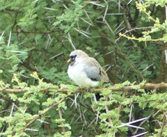 Oena capensis capensis