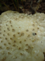 Amanita cokeri