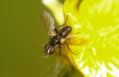 Phania funesta