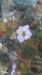 Chamaerhodos grandiflora