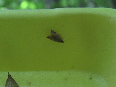 Clepsis virescana