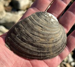 Ellipsaria lineolata