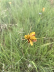 Cyperus sphaerocephalus