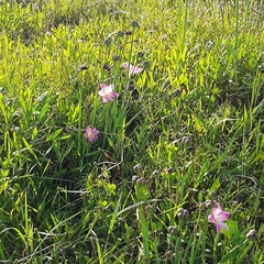 Zephyranthes robusta