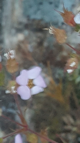 Image of Big-Flowered Chamaerhodos (Chamaerhodos grandiflora) by (c) Ingimar, some rights reserved (CC BY-SA)