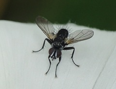 Phania funesta