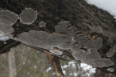 Bjerkandera adusta