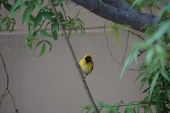 Ploceus velatus