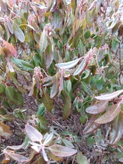 Rhododendron groenlandicum