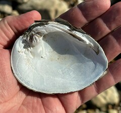 Ellipsaria lineolata