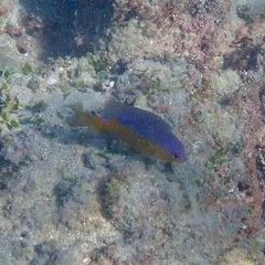 Stegastes flavilatus