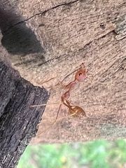 Oecophylla smaragdina