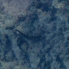 Halichoeres notospilus