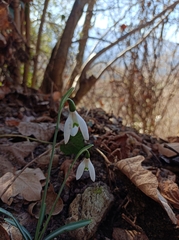 Galanthus reginae-olgae