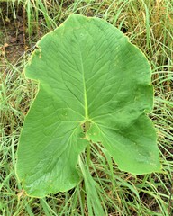 Stylochaeton puberulum