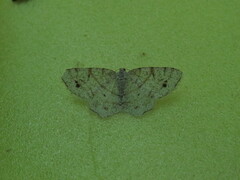 Trigrammia quadrinotaria