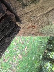 Oecophylla smaragdina